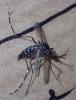 Aedes albopictus